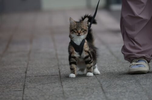 A comfortable cat harness and lead set, perfect for travel with pets, showcasing safety and style for feline adventurers.