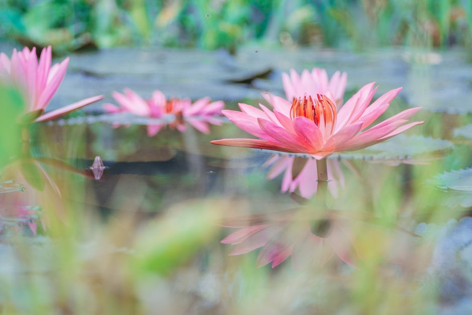 Een sfeervolle terrasvijver met planten en rustgevende elementen in een mooie tuin.